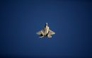 洛克希德-马丁 F-22A&ldquo;猛禽&rdquo;